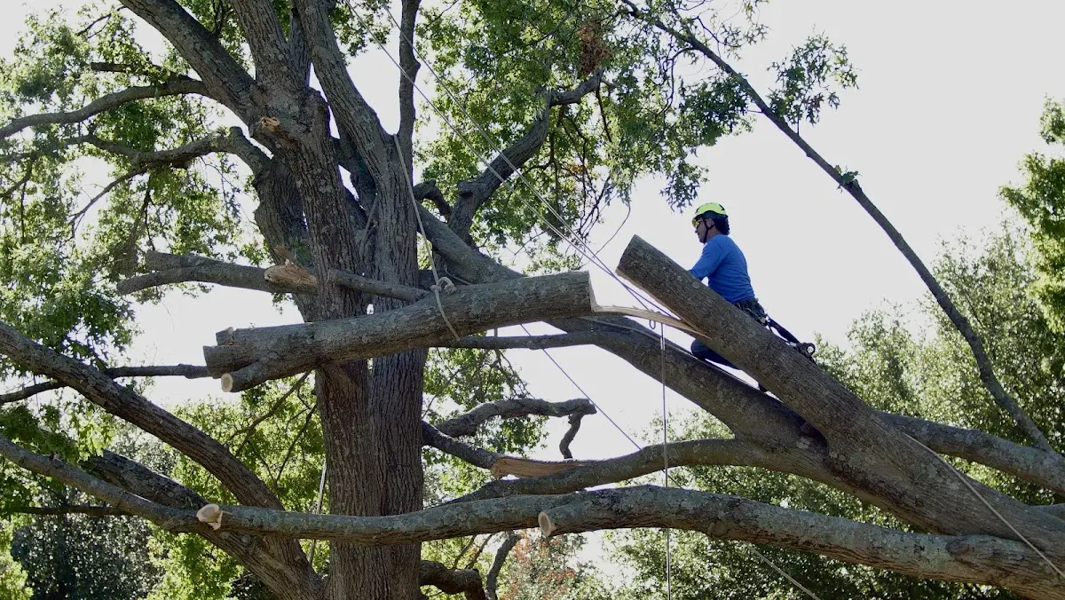Professional Crown Thinning performed by certified arborists in Benton
