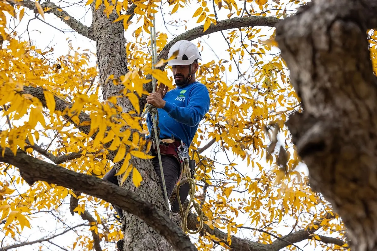 Skilled Tree Planting crew working in Benton